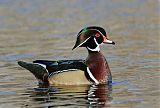 Wood Duck